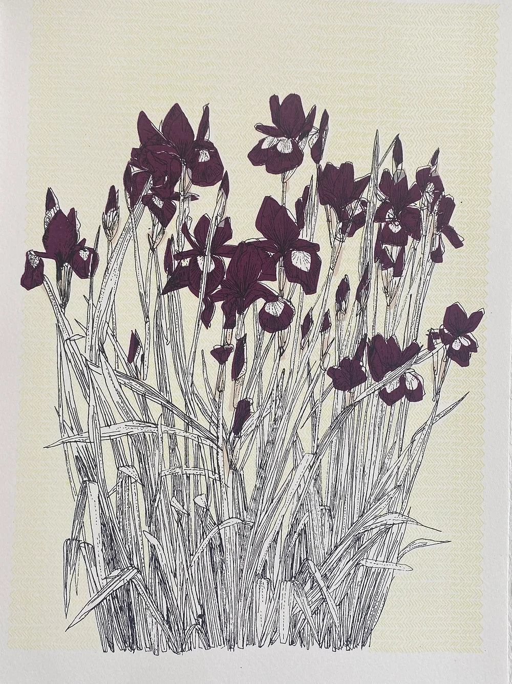 French Iris