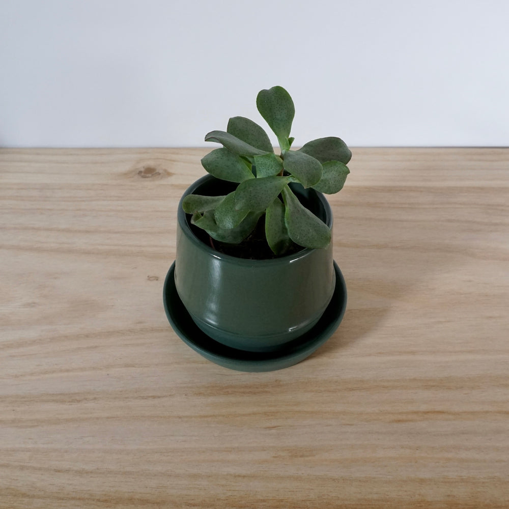 Planter with Saucer