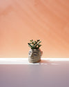 Ceramic vase with face design containing a succulent plant on a white surface with a peach-colored background. Sophie Alda | Handmade Ceramics | Shop Fodder