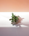 Small potted plant on a white surface with a gradient background. Sophie Alda | Handmade Ceramics | Shop Fodder