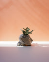 Small potted plant in a decorative pot on a light surface with a soft peach-colored background. Sophie Alda | Handmade Ceramics | Shop Fodder